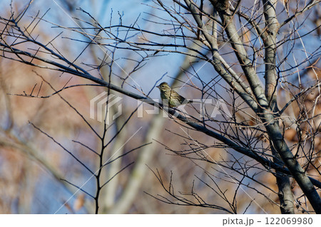 枝に止まるホオジロ科アオジ 枝に止まるホオジロ科アオジ 122069980