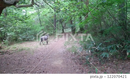 森を歩くカモシカ 森を歩くカモシカ 122070421