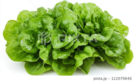 Fresh green butterhead lettuce isolated on white background. 122070648
