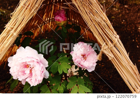 1月の上野東照宮ぼたん苑に咲いた「春光寿（しゅんこうじゅ）」という名の冬牡丹 122070759