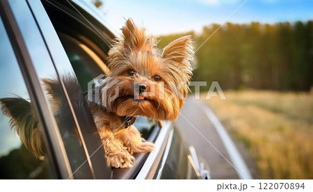 愛犬とドライブ。車の窓から顔を出しているヨークシャーテリア。 122070894