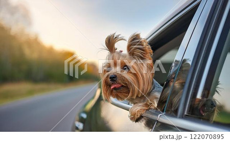 愛犬とドライブ。車の窓から顔を出しているヨークシャーテリア。 122070895