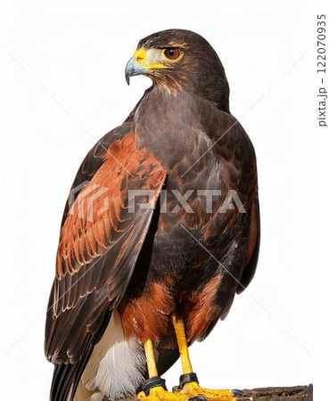 ハリスホーク 122070935