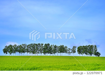 夏の北海道美瑛の丘 122070971