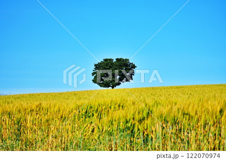 北海道美瑛町の景勝地 麦畑とセブンスターの木 北海道美瑛町の景勝地 麦畑とセブンスターの木 122070974