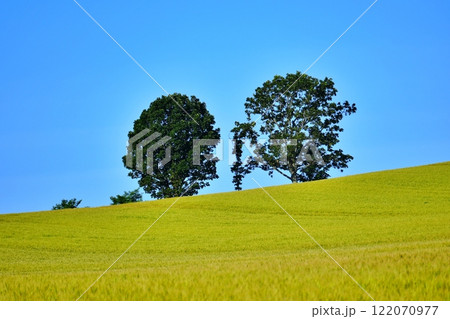 北海道美瑛町の景勝地　親子の木 122070977