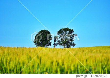 北海道美瑛町の景勝地　親子の木 122070978