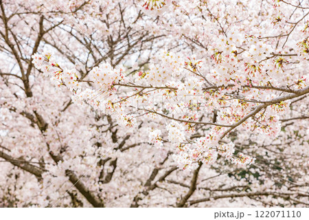 背景素材　満開の桜　ソメイヨシノ 122071110