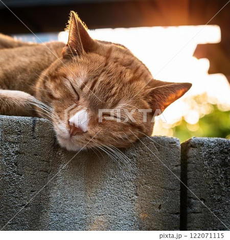 住宅街のブロック塀の上で寝ているカワイイ猫 122071115