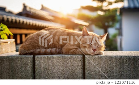 住宅街のブロック塀の上で寝ているカワイイ猫 住宅街のブロック塀の上で寝ているカワイイ猫 122071116