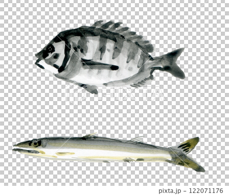 Black porgy, barracuda 122071176
