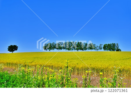 北海道美瑛町の景勝地　セブンスターの木と白樺並木 122071361