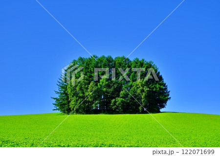 北海道美瑛町の景勝地　マイルドセブンの丘 122071699