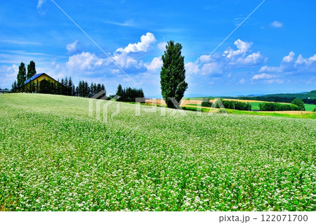 北海道美瑛町の景勝地 ケンとメリーの木 122071700