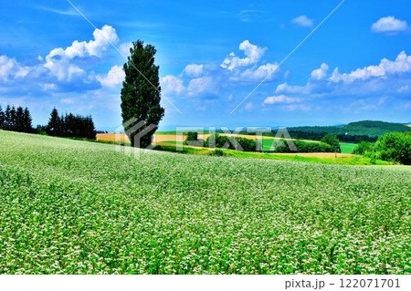 北海道美瑛町の景勝地 ケンとメリーの木 北海道美瑛町の景勝地 ケンとメリーの木 122071701