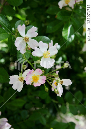 イノバラ 122071713