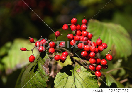 冬のガマズミの実 122071727