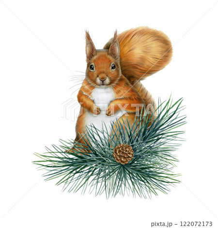 Cute red squirrel with pine tree branch decor hand drawn illustration. Forest wildlife small animal. Cute fluffy red squirrel with conifer tree twig decoration vintage style on white background 122072173