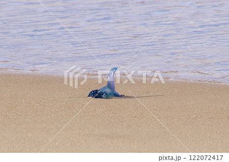 ブルーボトルという海の厄介者クラゲ 122072417