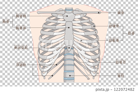 Illustration of the chest and ribs 122072482