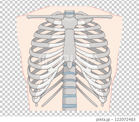 胸部區域和肋骨的插圖 肋骨插圖 胸部區域和肋骨的插圖 肋骨插圖 122072483