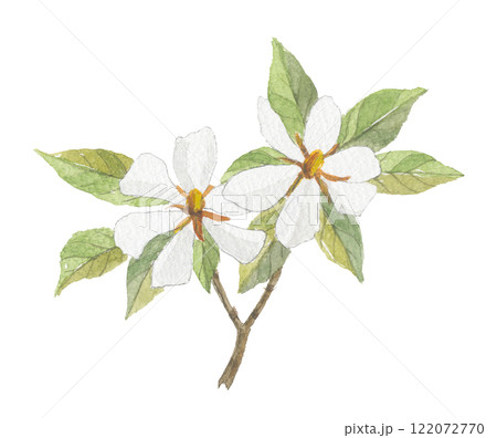 水彩で描いたクチナシの花のイラスト素材 [122072770] - PIXTA