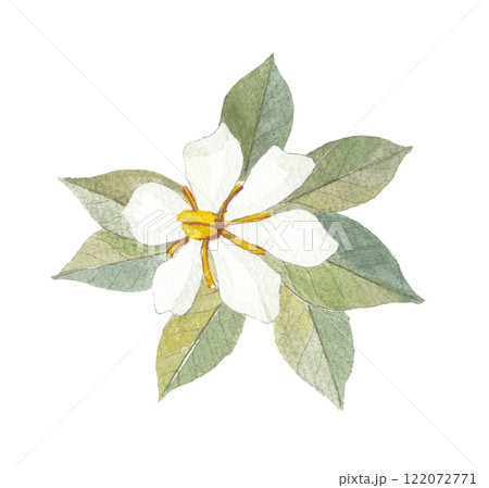 水彩で描いたクチナシの花のイラスト素材 [122072771] - PIXTA