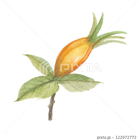 水彩で描いたクチナシの実 水彩で描いたクチナシの実 122072772