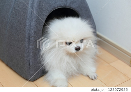 室内で愛犬ポメラニアンがベッドでリラックス 122072926