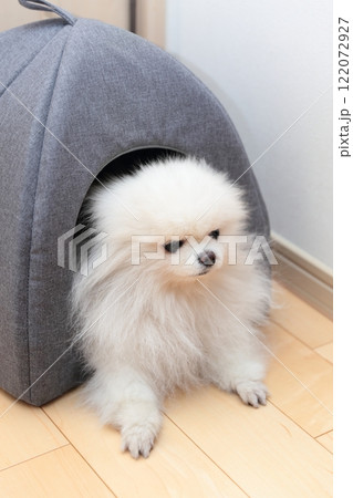 室内で愛犬ポメラニアンがベッドでリラックス 室内で愛犬ポメラニアンがベッドでリラックス 122072927