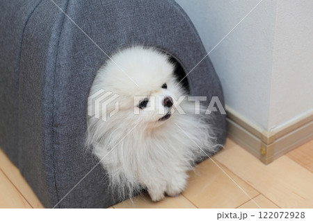 室内で愛犬ポメラニアンがベッドでリラックス 122072928