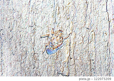 コンクリートの壁に虹色のセミの抜け殻 コンクリートの壁に虹色のセミの抜け殻 122073209
