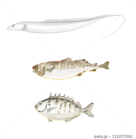 太刀魚　タラ　アイゴ 122073302