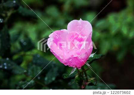 バラの花 122073602
