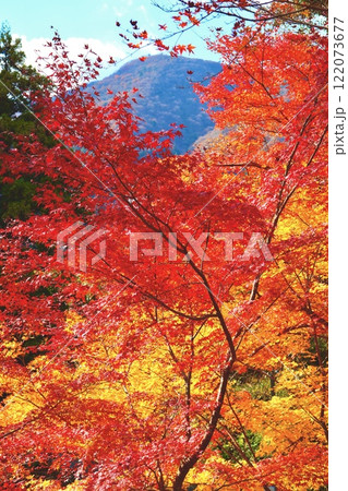 水沢のもみじ谷の紅葉 水沢のもみじ谷の紅葉 122073677