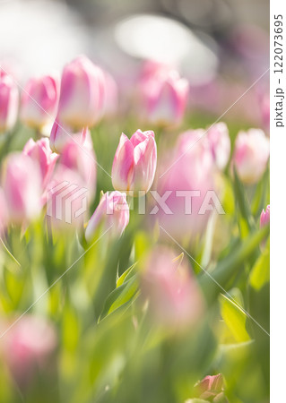 ふなばしアンデルセン公園のチューリップ 122073695