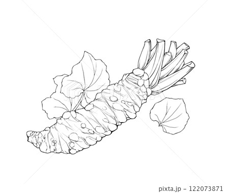 本わさびの根茎と葉のリアルな線画イラスト 122073871