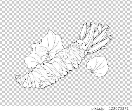 Realistic line drawing illustration of wasabi rhizome and leaves 122073871