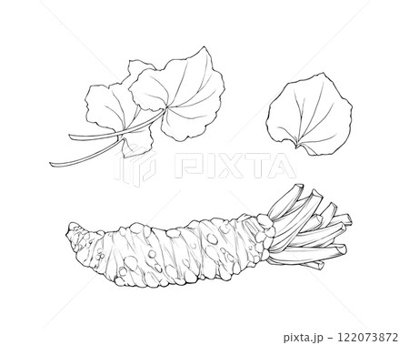 本わさびの根茎と葉のリアルな線画イラストセット 122073872