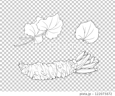 本わさびの根茎と葉のリアルな線画イラストセット 122073872