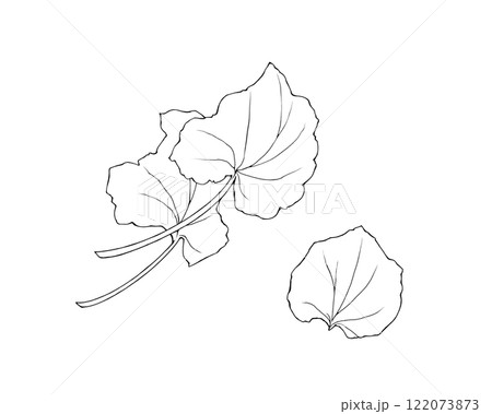 本わさびの葉の線画イラストセット 122073873