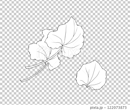 本わさびの葉の線画イラストセット 122073873
