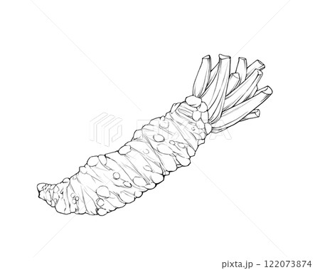 本わさびのリアルな線画イラスト 122073874