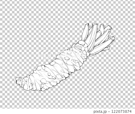 本わさびのリアルな線画イラスト 122073874