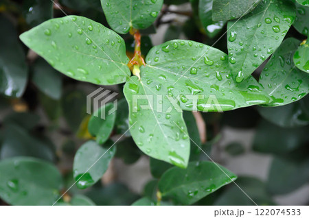 ficus pumila or climbing fig or MORACEAE and dew drop ficus pumila or climbing fig or MORACEAE and dew drop 122074533