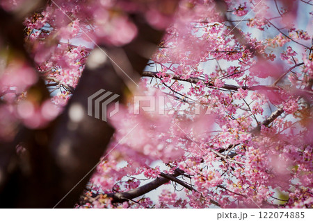 春の訪れを告げる河津桜 122074885