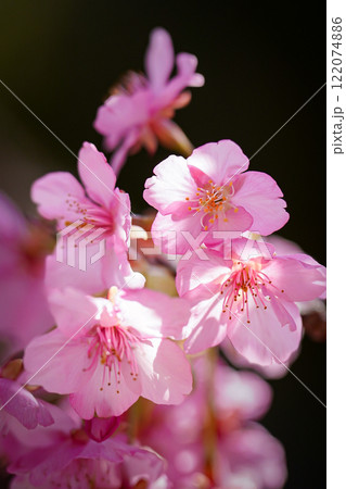 桜と光と影 122074886