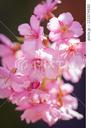 ピンク色の花びらが綺麗な河津桜 122074888