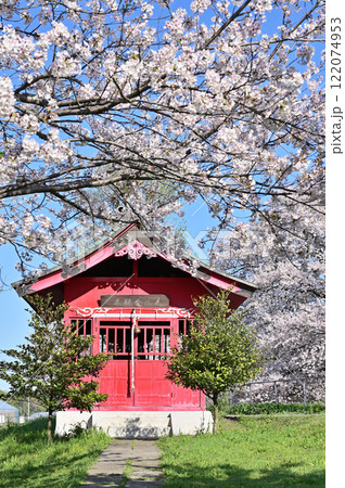 見沼田圃：見沼弁財天　桜並木　加田屋新田　さいたま市 122074953