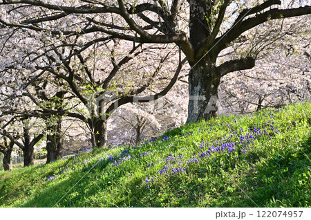 見沼田圃:ムスカリ群生 桜回廊 加田屋新田 さいたま市 見沼田圃:ムスカリ群生 桜回廊 加田屋新田 さいたま市 122074957